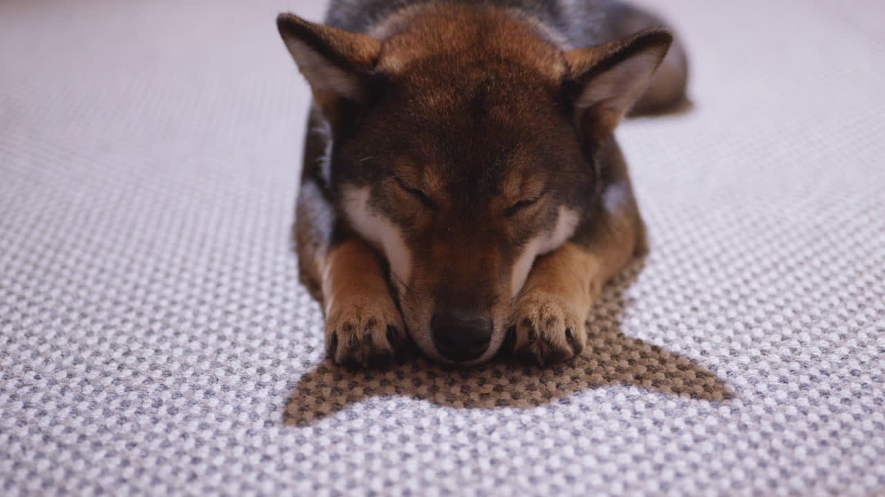 Sesam Shiba Inu-hund som sover i et koselig hjemmeinteriør, rolig kjæledyrhvil i varmt lys, hjemmelivsstil, hverdagsliv, kjæledyrvaner, trygghet, selskap, rolig kveld, stille stund, mykt teppe, grunn dybdeskarphet.