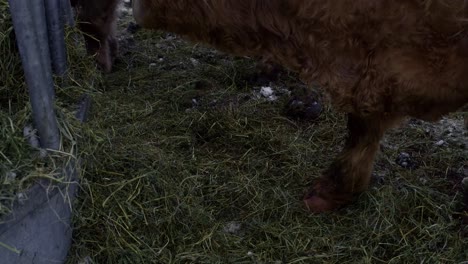 close up of a highland bull eating hay