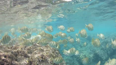 Schnorchelperspektive-In-Zeitlupe-Schwimmen-Durch-Fischschwärme-In-Hawaii