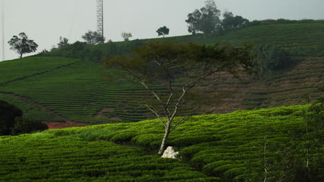focus on tree in a vast tea plantation near da lat .vietnam. static view