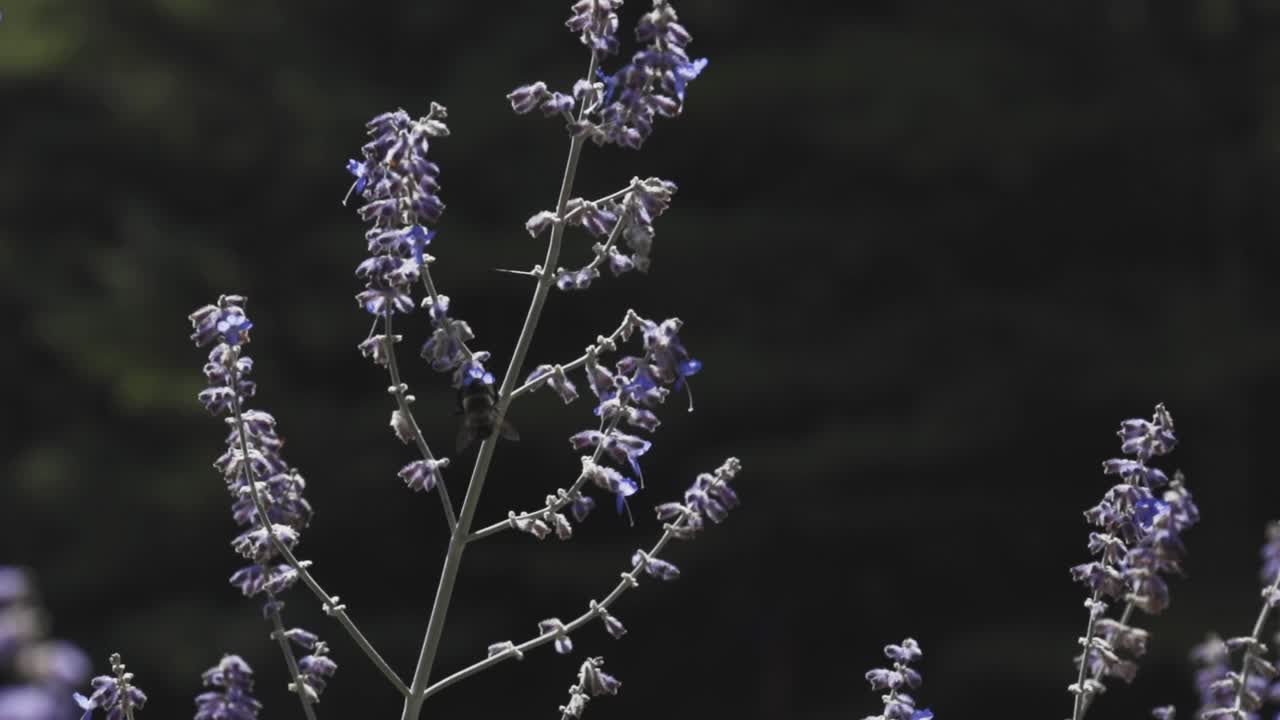 flores soplando en el viento