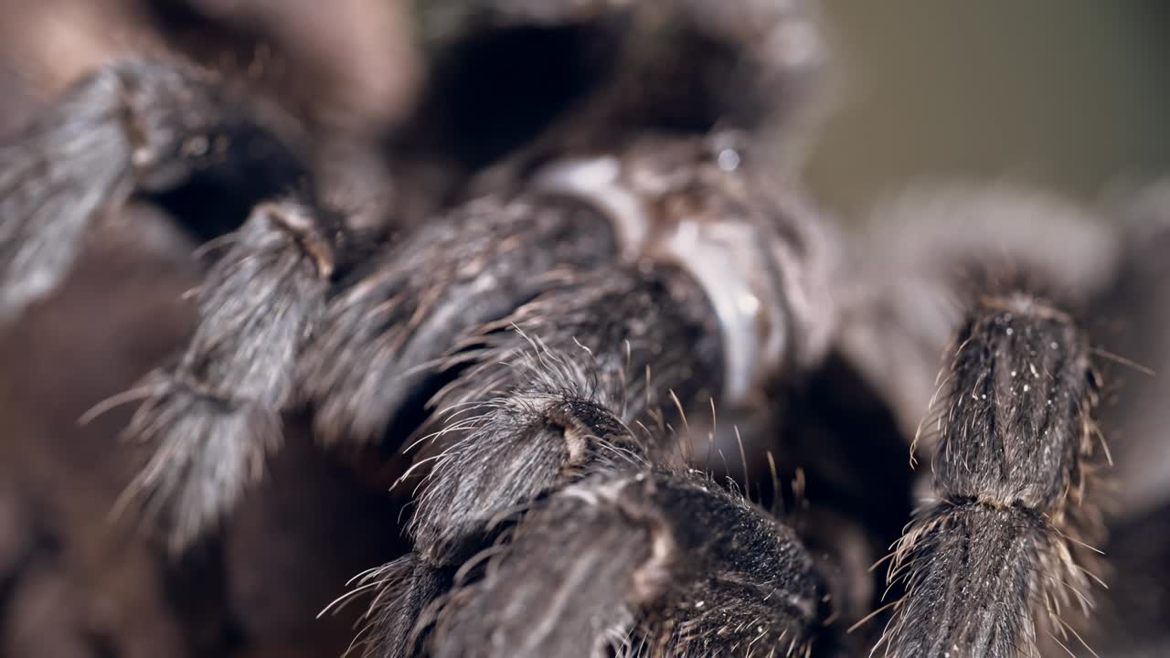 거시적인 타란라의 다리