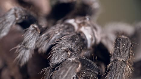 las patas de la tarántula esponjosa en macro