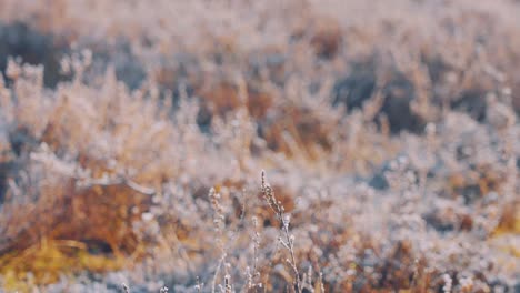 frozen wild plants ang grasses during frigid winter season