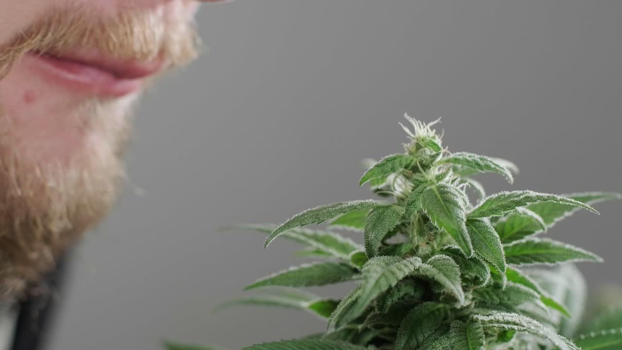 대마초 재배: 의학에 사용하기 위한 대마초 연구, 데이터 수집, 대마초 기름 연구, 마리화나 생산.