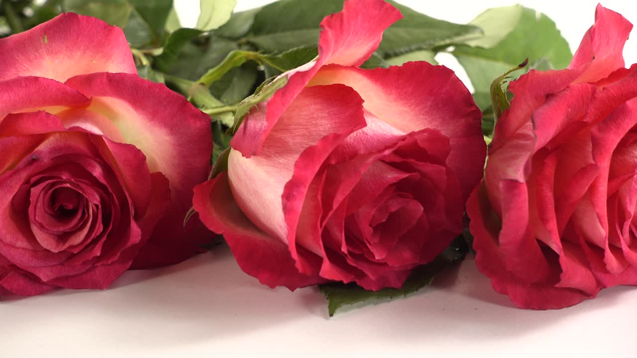 Rosas vermelhas sobre um fundo branco