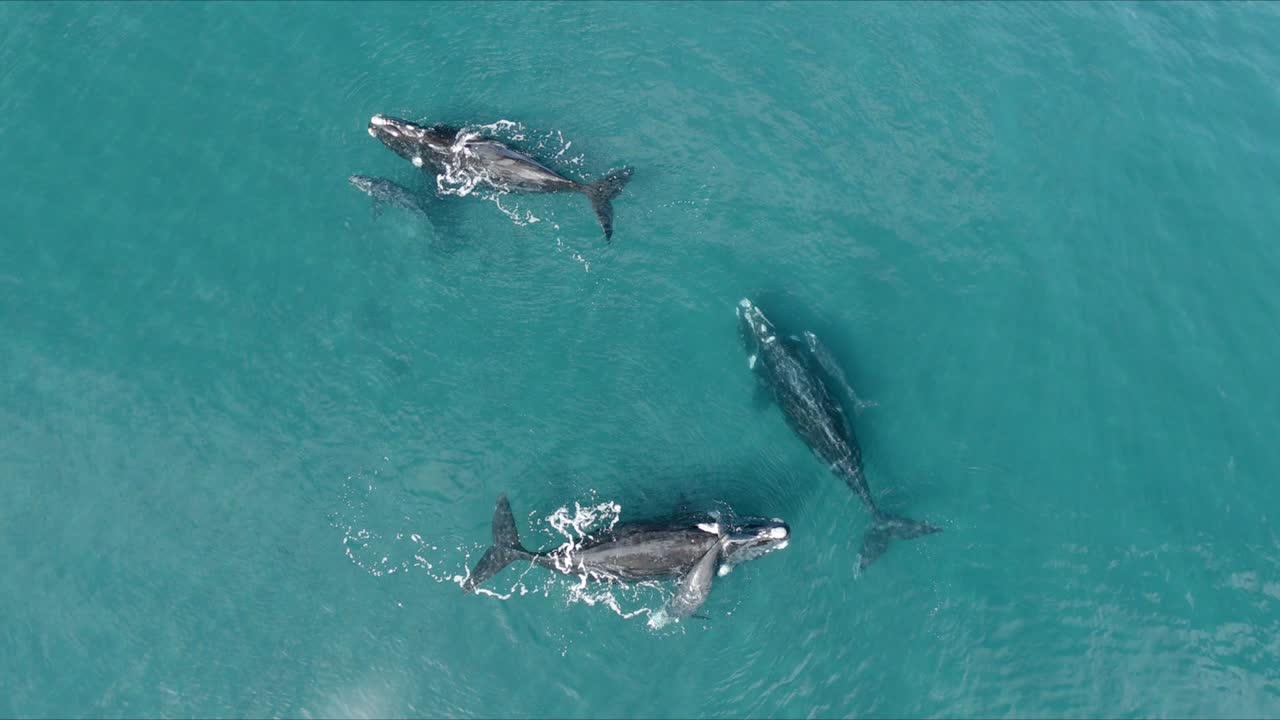vaina de madres y crías de ballenas francas australes que emergen en el océano azul, vista superior