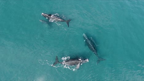 Vaina-De-Madres-Y-Crías-De-Ballenas-Francas-Australes-Que-Emergen-En-El-Océano-Azul,-Vista-Superior