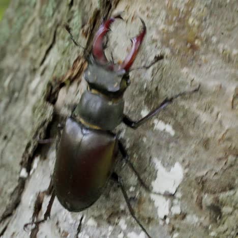 a large beetle lucanus cervus creeps along the bark of a tree. fighting beetle. stag beetle