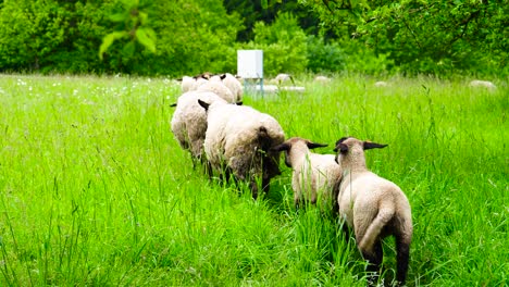 Flock-of-sheep-and-lambs-walk-on-long-green-grass-meadow-trail,-Czechia