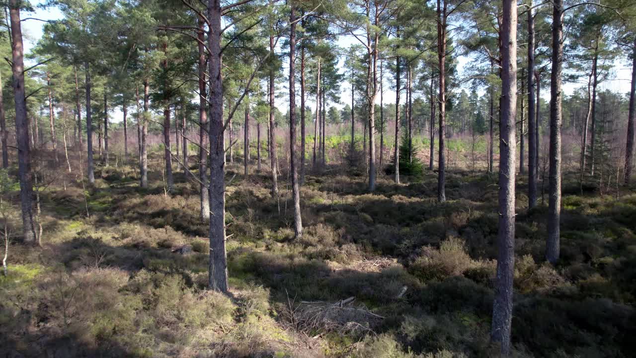 Cinematic aerial drone footage reversing through the trees of a native Scots pine forest in Scotland across heather and regenerating trees as dappled light hits the forest floor