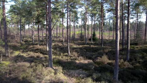 cinematic aerial drone footage reversing through the trees of a native scots pine forest in scotland across heather and regenerating trees as dappled light hits the forest floor