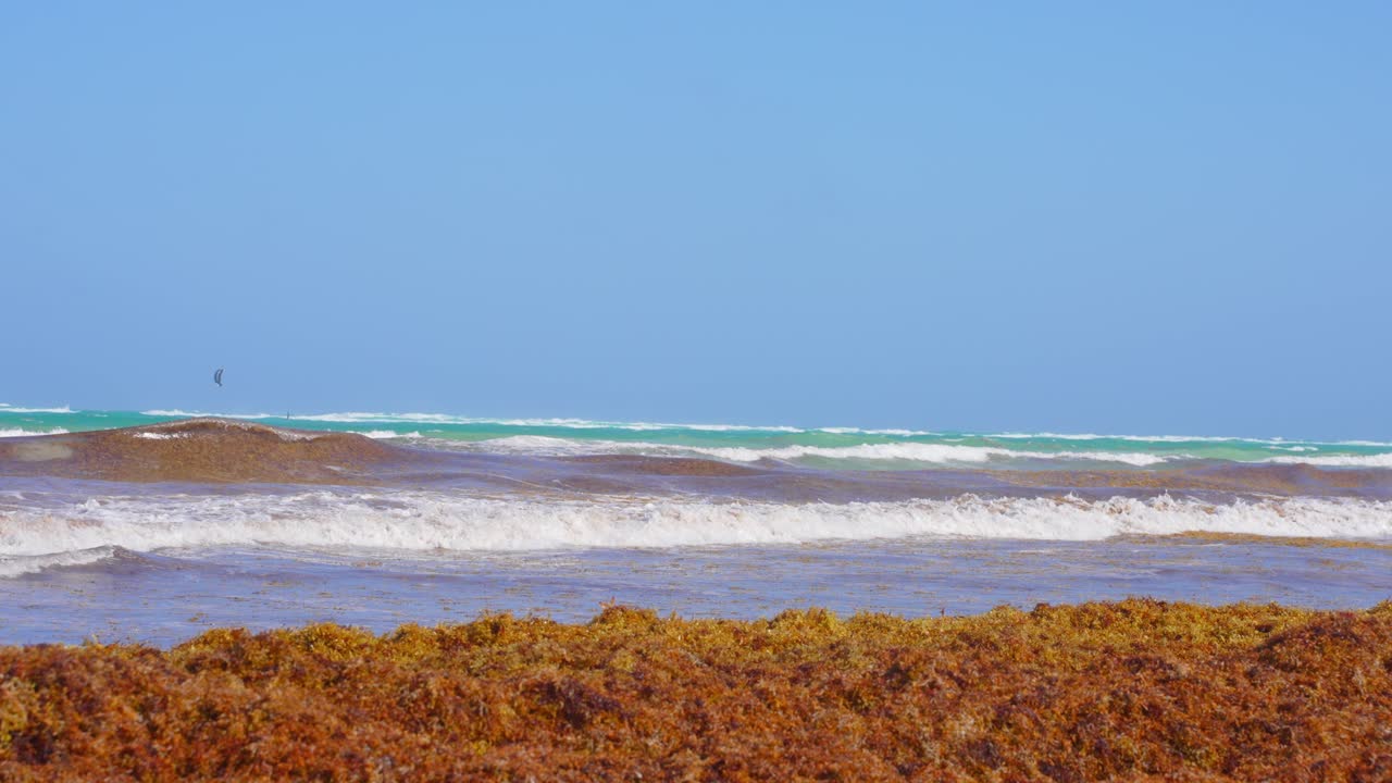 슬로우 모션은 배경에 맑고 푸른 하늘이 있고 전경에 해초 사르가섬이 있는 낮 동안 열대 목가적인 카리브해 해변 해안의 설정 샷을 길게 닫습니다.