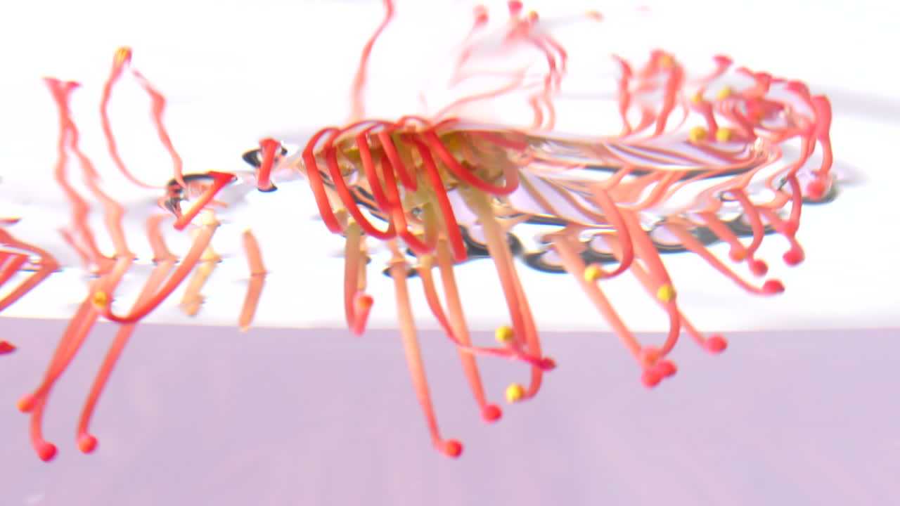 핀쿠션 프로테아 (pincushion protea)