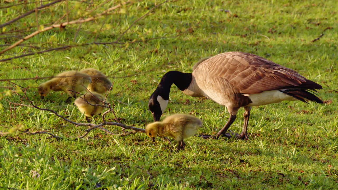 First-day Canada geese hatchlings learning to navigate the world in slow motion.