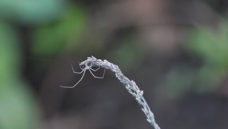 spider in web waiting for pray .