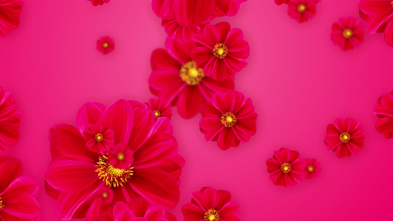 Vibrant red blooming cosmos flower spinning and falling down background video project concert