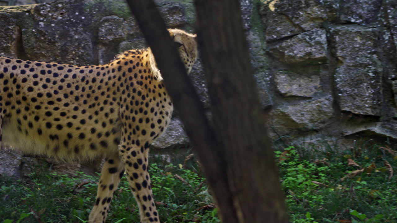 Cheetahs in their habitat