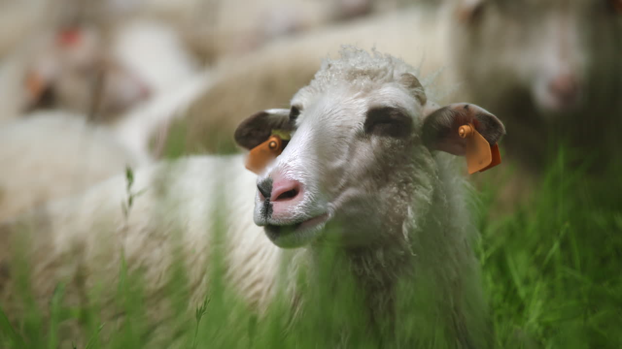 A sheep with big ears laying on grass and resting among its flock on a sunny, warm, spring day in peaceful atmosphere.