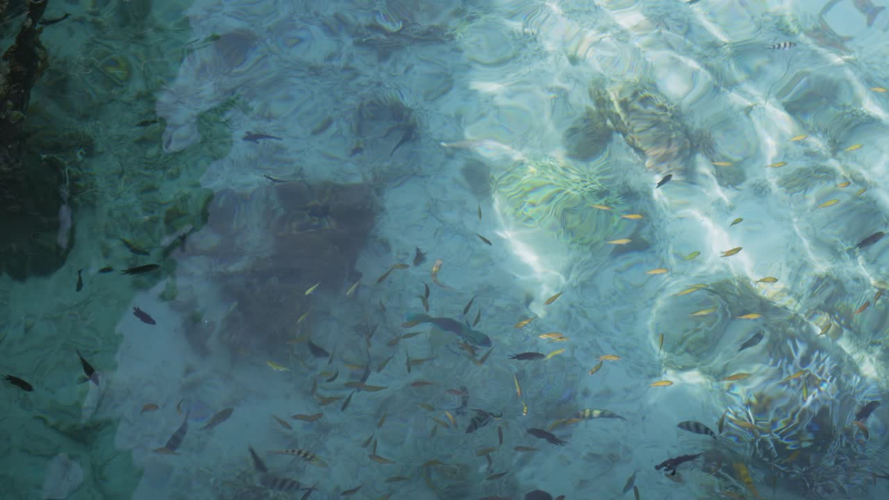 インドネシアのカナワ島近くの浅いサンゴ礁の海の上を泳ぐ熱帯魚の群れ、きらめく水面。
