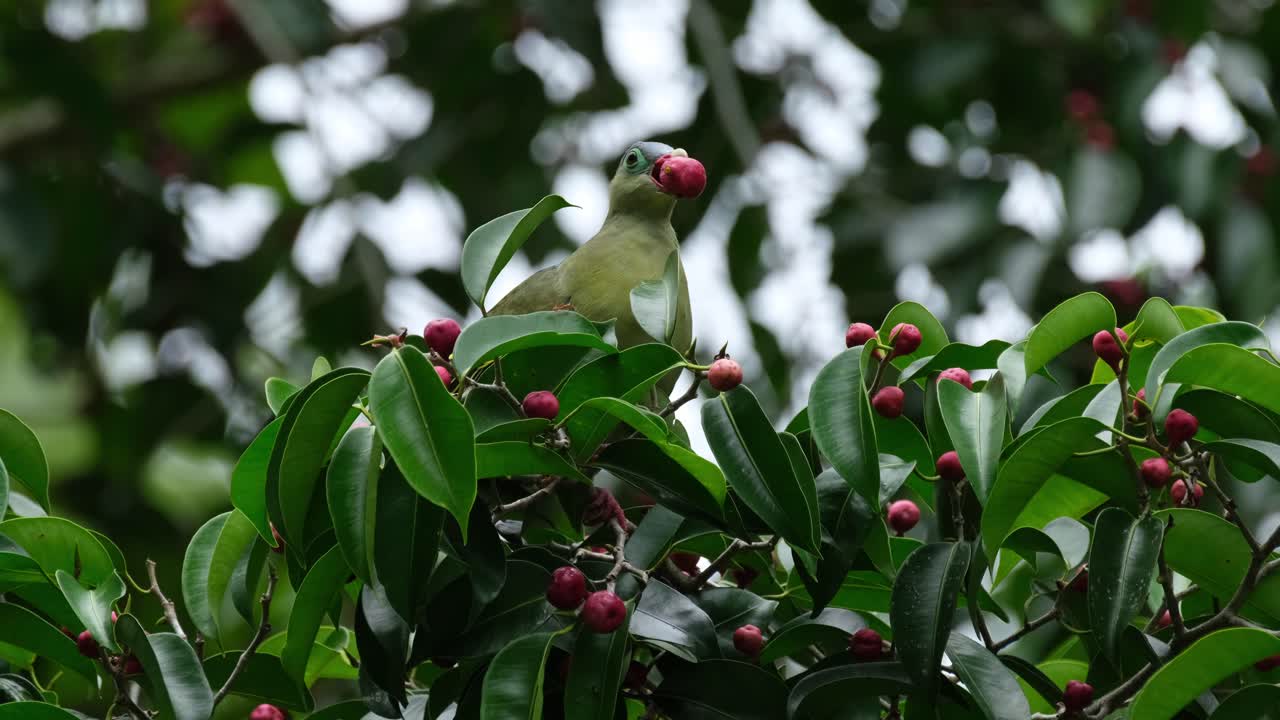 Pulls a fruit and then munches it, Oriental Pied Hornbill Anthracoceros albirostris, Thailand