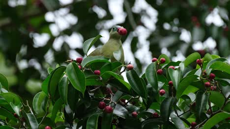 Zieht-Eine-Frucht-Und-Kaut-Sie-Dann,-Orientalischer-Rattenhornvogel-Anthracoceros-Albirostris,-Thailand