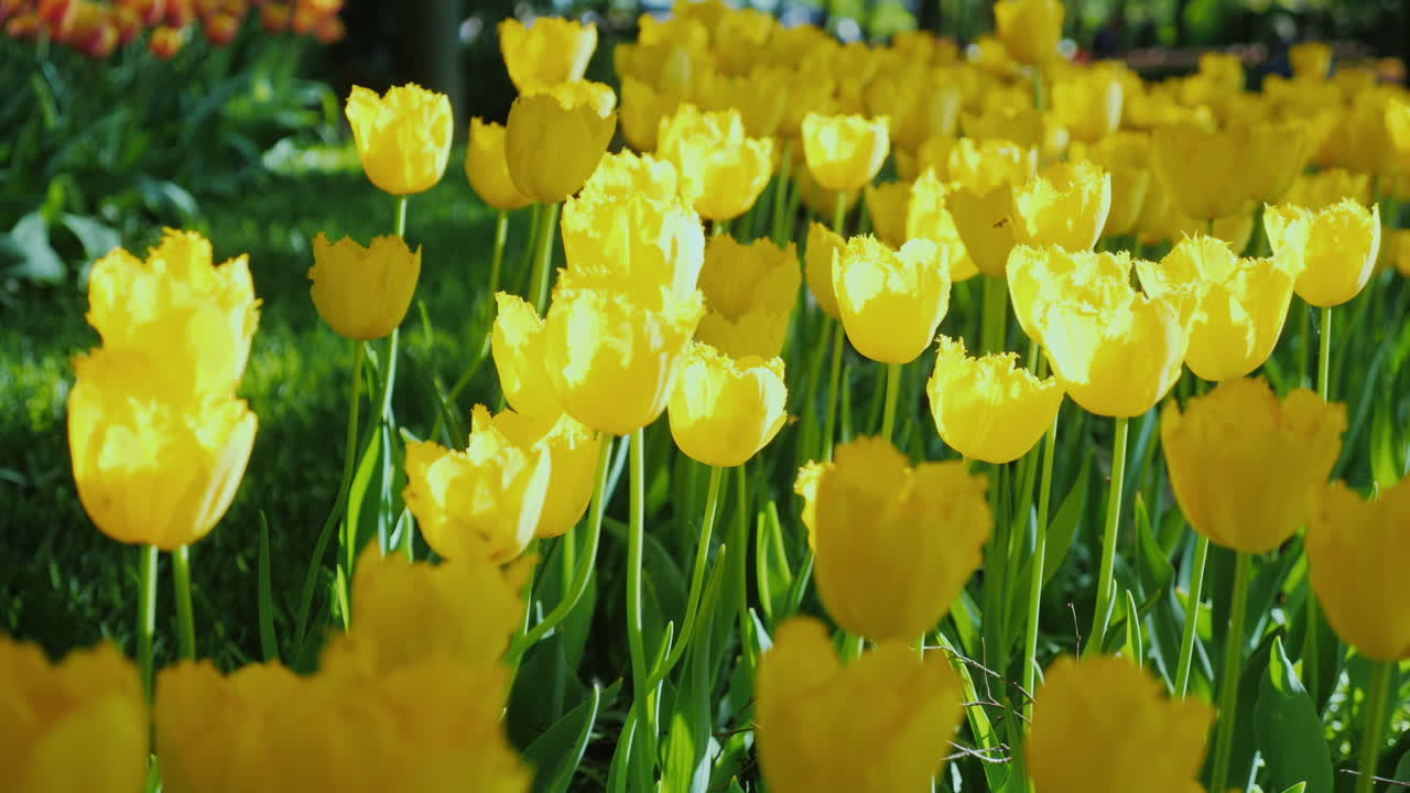 os raios do sol iluminam as tulipas amarelas