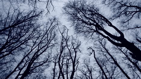 Bare-leafless-trees-in-winter-swaying-in-a-cold-wind-against-a-cloudless-grey-sky