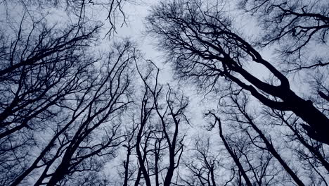 bare leafless trees in winter swaying in a cold wind against a cloudless grey sky