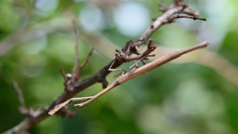 祈禱神<unk> (heterochetula straminea) 是一種神奇的動物