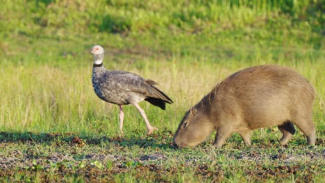 Capybara-feeds-on-river-bank,-Southern-screamer-bird-keeps-it-company