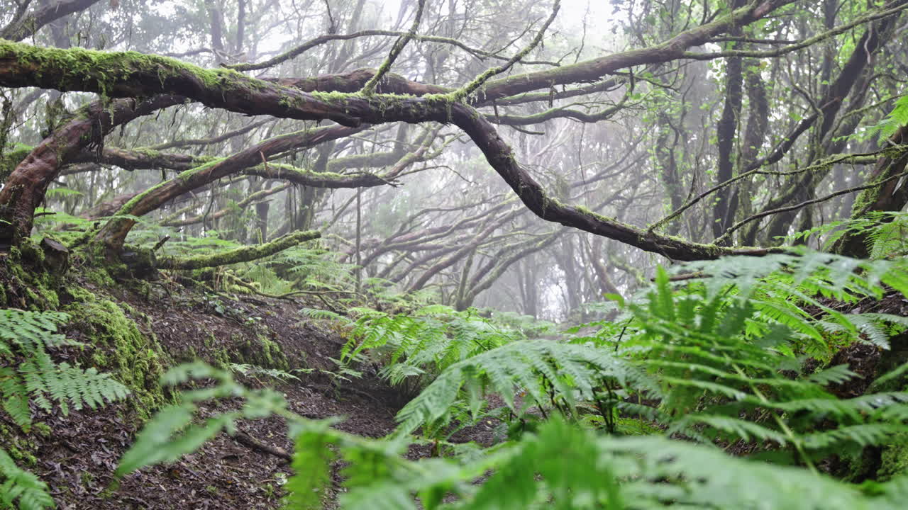 Lush green forest with misty ambiance in Parque Rural de Anaga