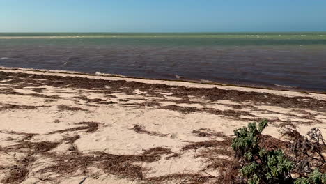 Algen-Am-Strand-In-Yucatan,-Mexiko