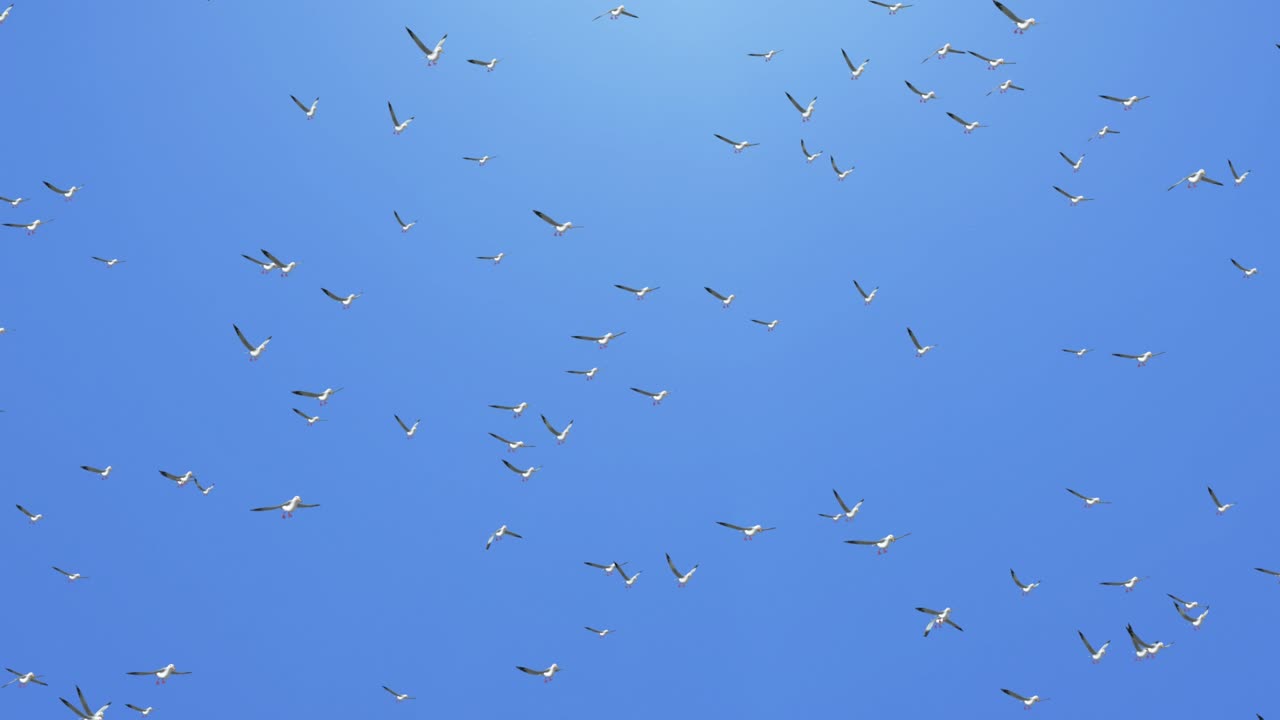 큰 그룹의 갈색 펠리칸이 형성 루프 애니메이션 배경으로 날고 있습니다.