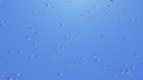 large group of brown pelicans flying in formation loop animation background