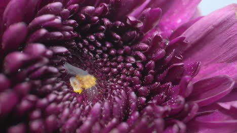 nahaufnahme von ficus kinky gerbera blüten