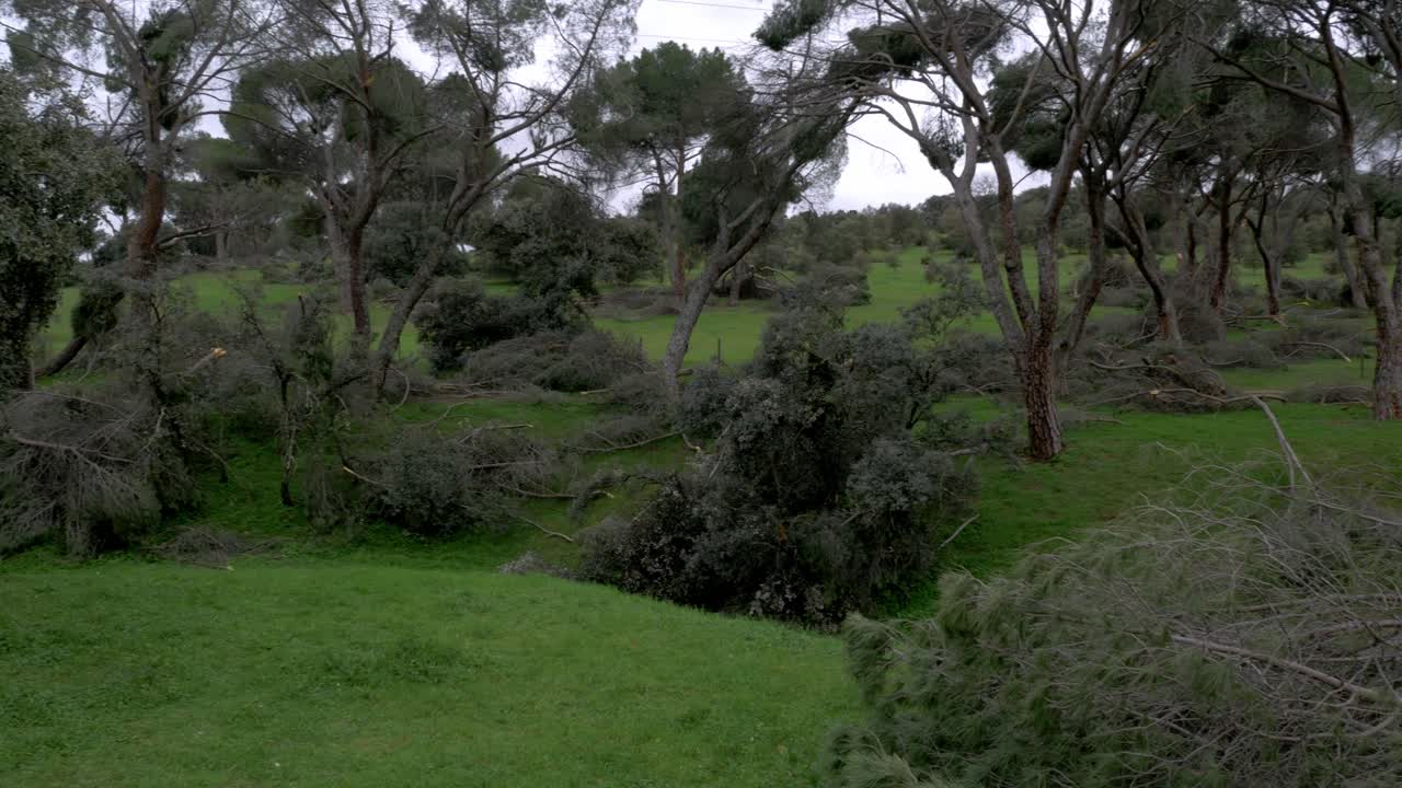 árboles caídos en el parque más grande de madrid casa de campo después de la ventisca de nieve filomena en enero de 2021 con 500 mil árboles afectados