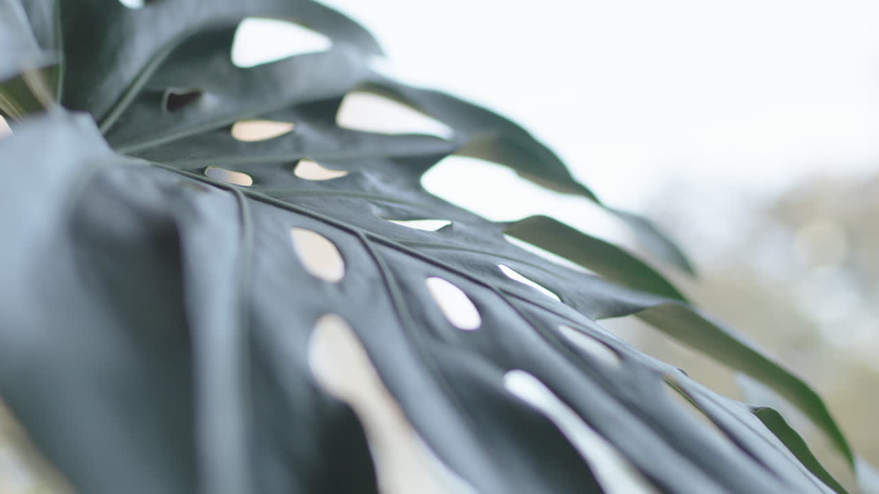Foglia di Monstera con fori che ondeggia al vento