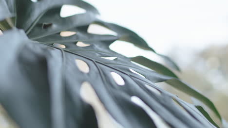 monstera house plant leaf with holes blowing in the wind