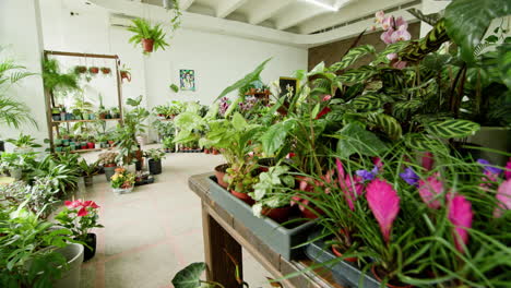 hermoso interior de la tienda de plantas