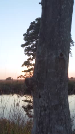 sunset over a river with trees