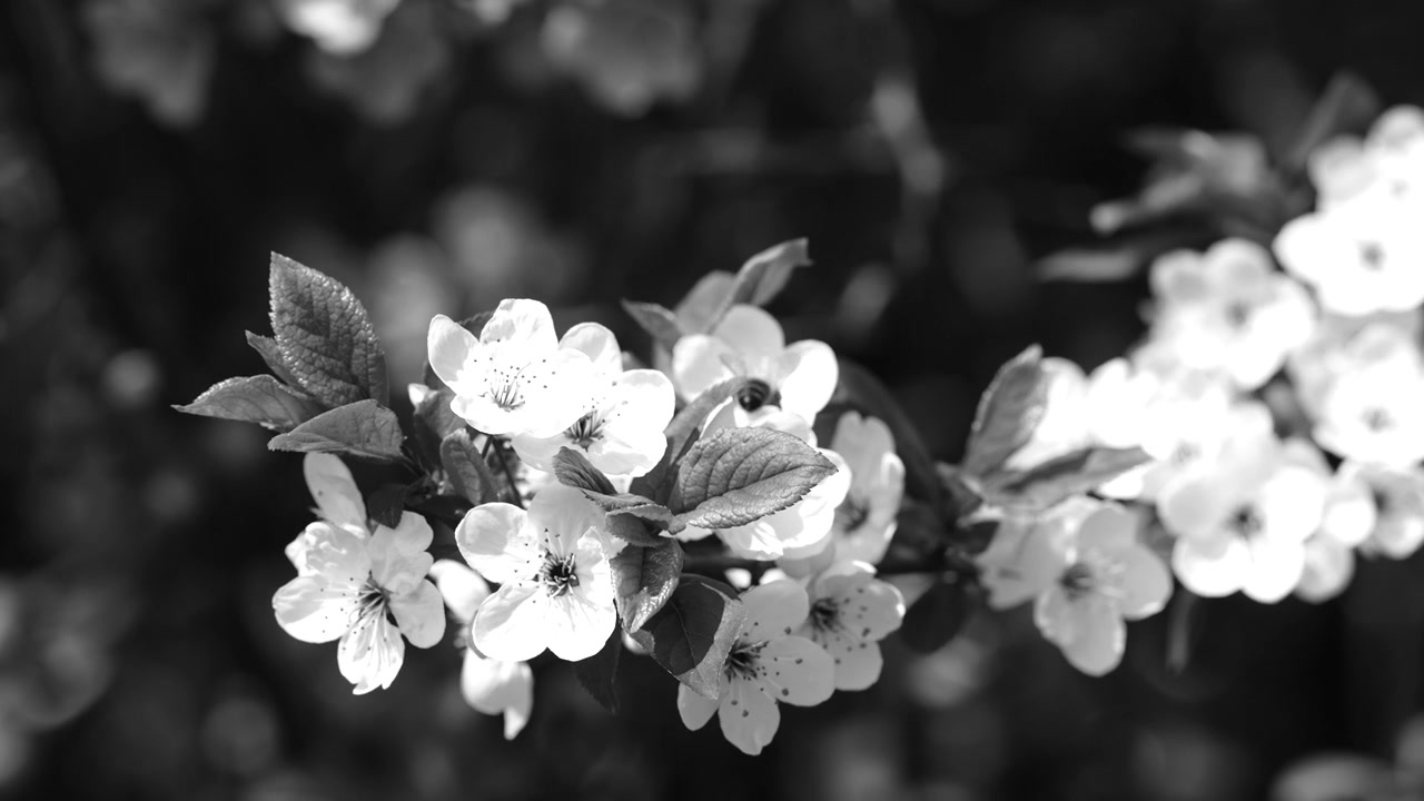 Konstnärlig svartvit handhållen vy som zoomar mot blommande blommor med ett bi som pollinerar, fantastisk natur- och miljövy
