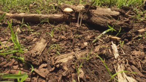 Foto-Reveladora-De-Hongos-De-Campo-Que-Crecen-En-El-Bosque,-Nueva-Zelanda