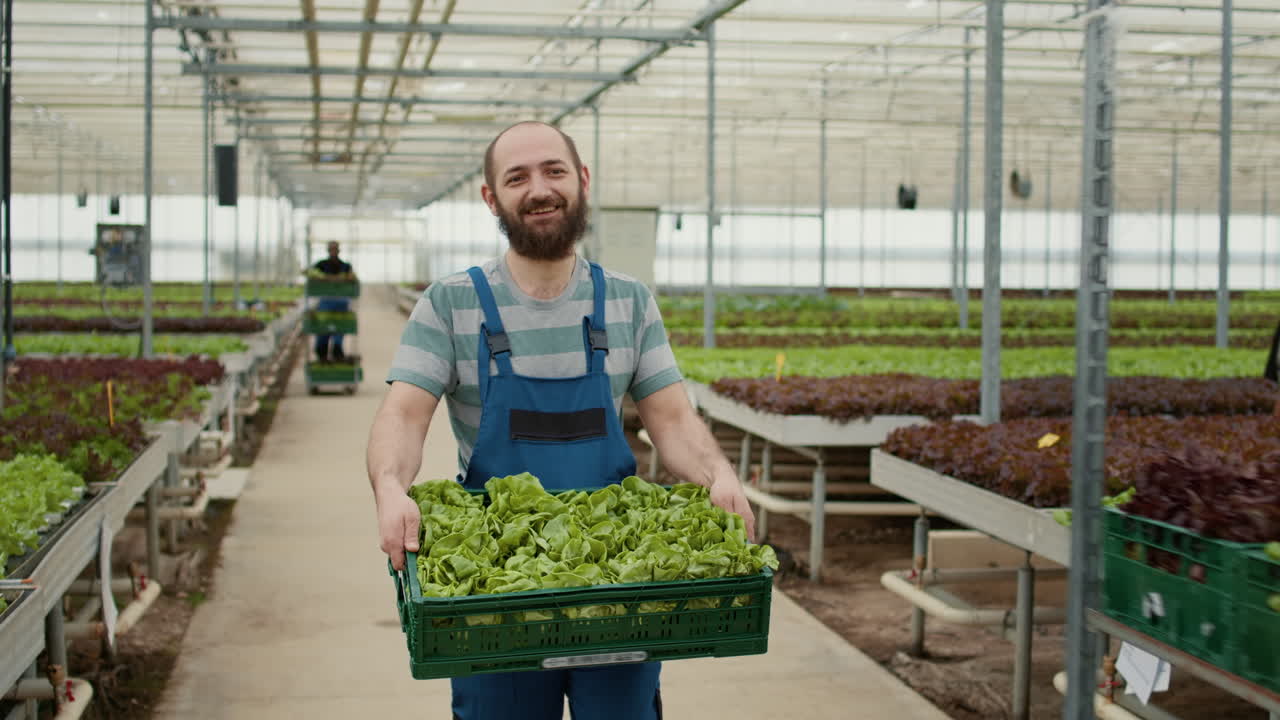 Farmer carrying a crate of lettuce in a greenhouse