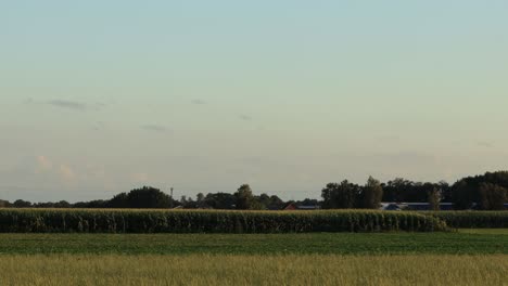 meadow and corn crop farmland landscape at sunset dusk with a train coming through below the tree line and above the agriculture fields disappearing right of the frame