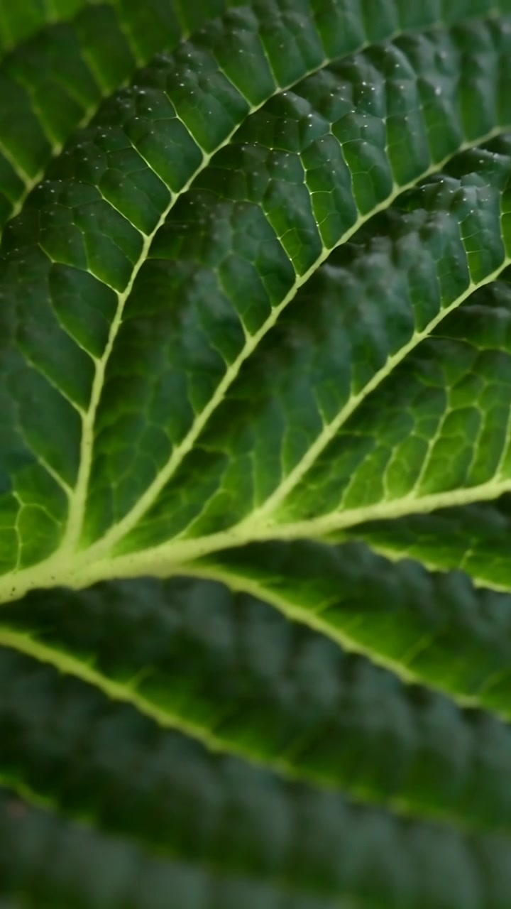 Vertical video: Pulling back camera revealing pale midrib and speckled lamina on green leaf