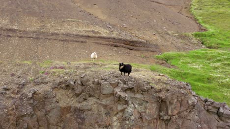 una oveja blanca y negra en una colina en islandia