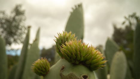 Macro-cactus-with-clouds-timelapse