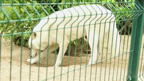 lobo blanco cavando tierra en la jaula