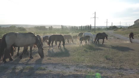 horses graze near a rock